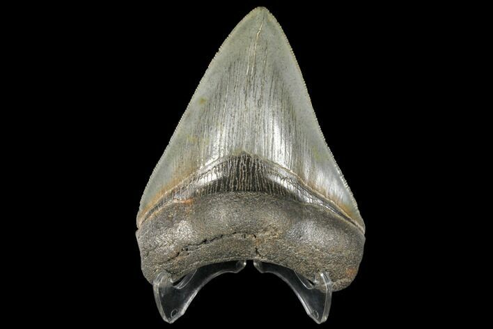 Serrated, Fossil Megalodon Tooth - South Carolina #134272